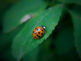 ladybug on leaf