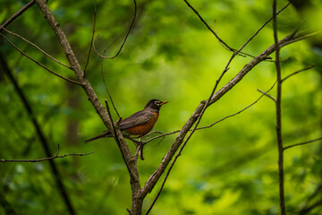 robin on a branch