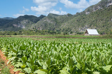 plantación de tabaco en el valle de viñales cuba