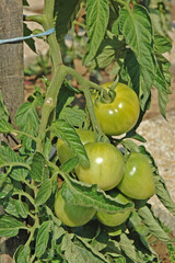 Au jardin : tomates, encore vertes, sur pied.