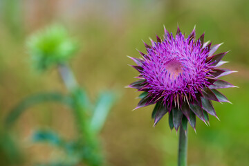 flower of a thistle