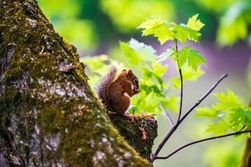 baby squirrel in the forest