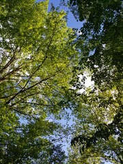 trees and sky