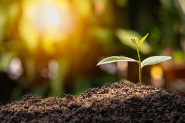 Agriculture and plant grow sequence with morning sunlight and green blur background. Germinating seedling grow step sprout growing from seed. Nature ecology and growth concept with copy space.