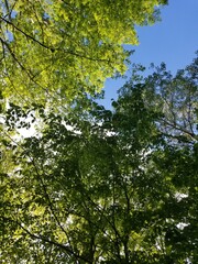 green maple leaves