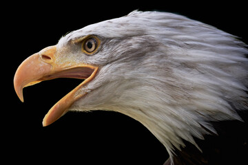 Head of a bald eagle (Haliaeetus leucocephalus) screaming with beak open isolated on black...