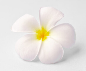 Fototapeta na wymiar flower frangipani on white background