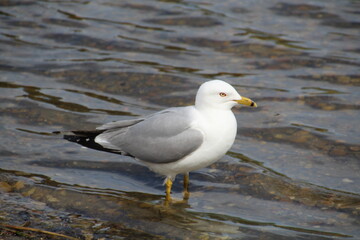 Fototapeta na wymiar Seagull In The Water, William Hawrelak Park, Edmonton, Alberta