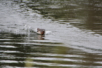 Red Necked Grebe At Speed, William Hawrelak Park, Edmonton, Alberta