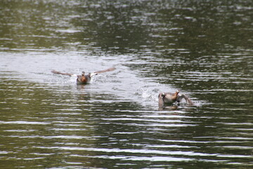 Chasing On The Lake, William Hawrelak Park, Edmonton, Alberta