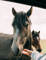 A child reaches for a horse from a car window