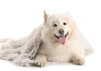 Obraz premium Cute samoyed dog with plaid on white background