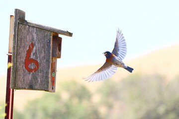 Bluebirds