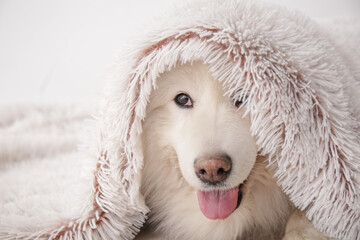 Cute samoyed dog with plaid at home