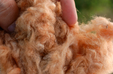 Cotton, naturally colored, organic and agroecological produced in Campina Grande, Paraiba, Brazil.