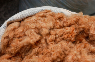 Cotton, naturally colored, organic and agroecological produced in Campina Grande, Paraiba, Brazil.