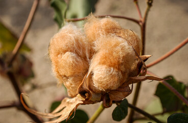 Cotton, naturally colored, organic and agroecological produced in Campina Grande, Paraiba, Brazil.