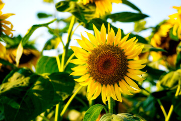 Sunflower in the sunflower field　ひまわり畑のひまわり