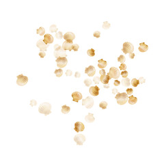 Gold seashells vector, golden pearl bivalved mollusks. 