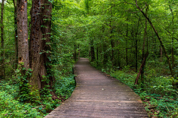 boardwalk in the woods