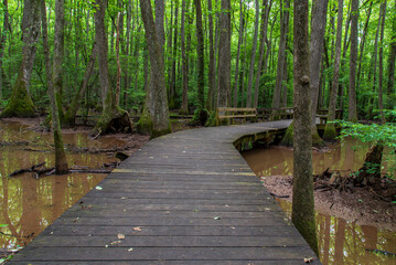 wooden bridge in the forest