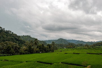 Fototapeta na wymiar Beautiful rice fields in a valley among tropical mountain ridges in cloudy weather
