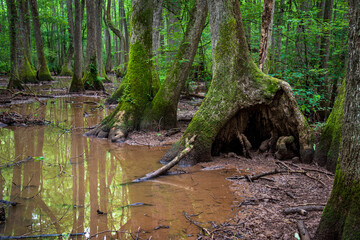 trees in the swamp