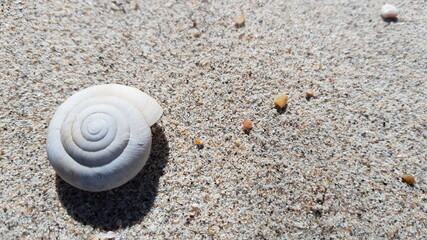 shell on the beach