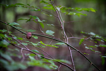 snail on a branch