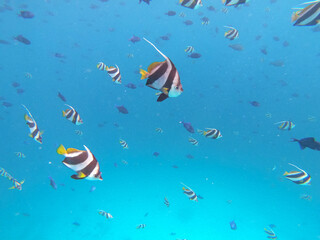 UNDERWATER: A shoal of colorful tropical fish swim across the deep blue sea.