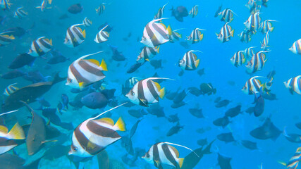 Fototapeta na wymiar UNDERWATER: A school of colorful tropical fish swim across the deep blue ocean