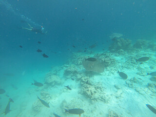 Fototapeta na wymiar UNDERWATER: Young snorkeler dives with a school of tropical fish and stingrays