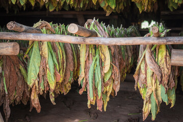 hojas de tabaco secándose en Cuba
