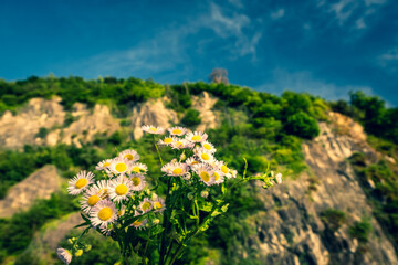 Delicate background of daisy flowers. Wallpaper of light tones of the sky and sea. Symbol of love and tenderness. Gift for a loved one, postcard. It’s sunny. Georgia.