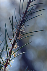 Delicate flowers and long prickly needle-like leaves of the Australian native Needlebush, Hakea gibbosa, family Proteaceae, growing in heath in the Royal National Park, New South Wales, Australia.