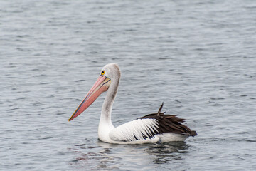 Fototapeta na wymiar Pelican on the foreshore at Rockingham beach