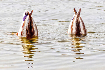 Two Male Mallard Ducks Upside Down in the Water