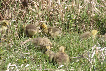 Goslings In The Grass, Pylypow Wetlands, Edmonton, Alberta