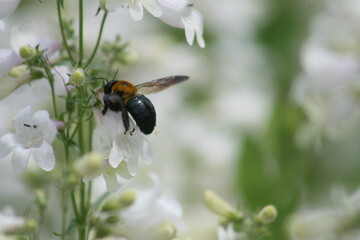 Wildflowers and bees 2020 I