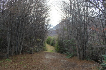 Argentine  Patagonian  forest
