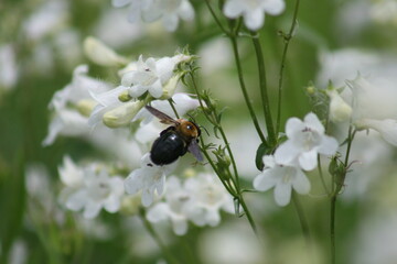 Wildflowers and bees 2020 II