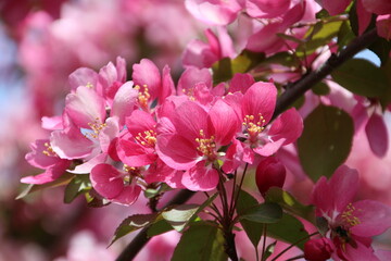 Pink Blooms, Gold Bar Park, Edmonton, Alberta