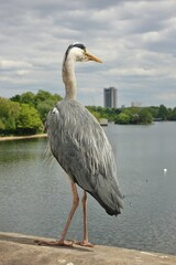 A heron bird over the Thames River in London, England