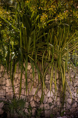 Obraz premium Beautiful Rock Wall with green vegetation