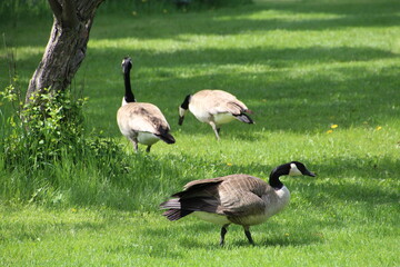 Geese On The Lawn, Gold Bar Park, Edmonton, Alberta