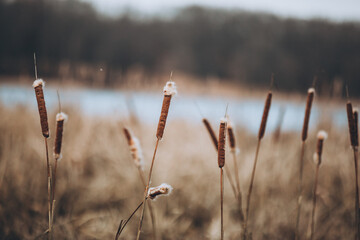 Cat tails in front of a lake in winter