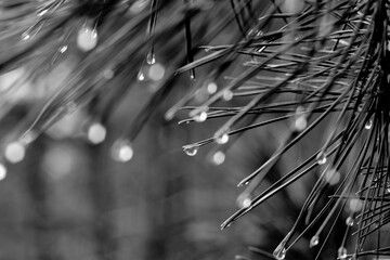 Rain water drops at the tips of pine needles reflect the forest in a stark black and white image