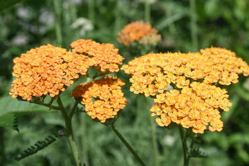 Small Orange Petal Flower 2020 I 