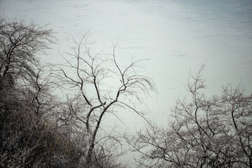 Fototapeta na wymiar tree besides the river