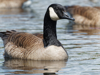 A Canada goose on a lake, Canada